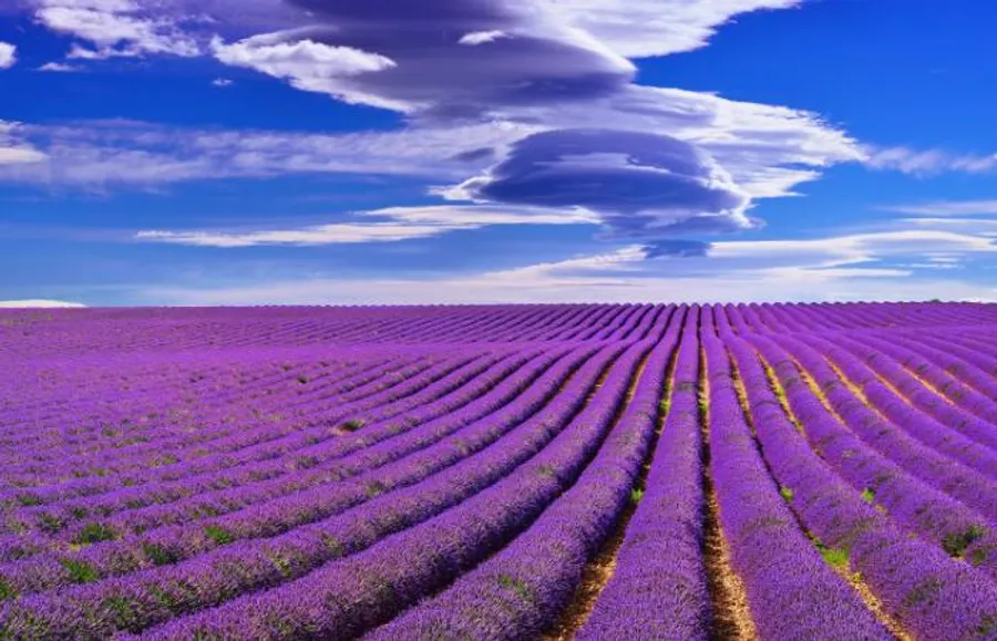 Ruta de la lavanda